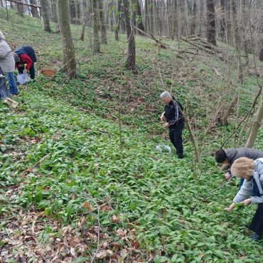 A medvehagyma vonzerdejében. A klubtagok együtt szedik a medvehagyma mezőn az értékes növény levelét.